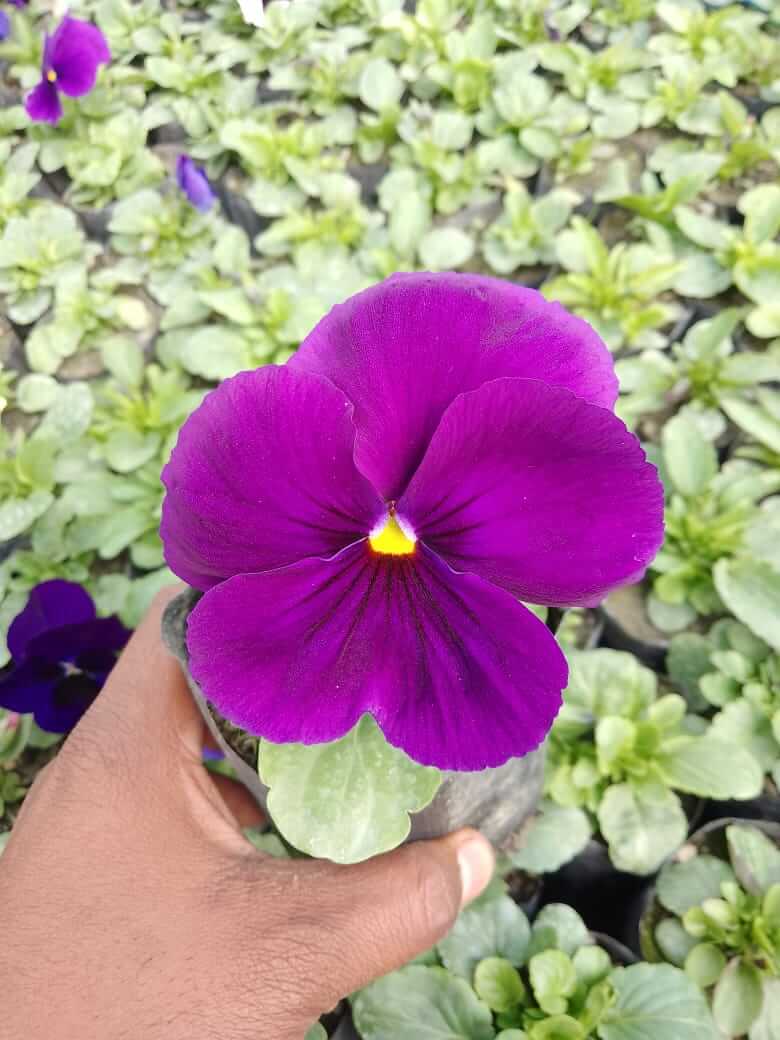 Pansy Viola Majestic Giant Purple Flower Plant Bhimtal Nursery