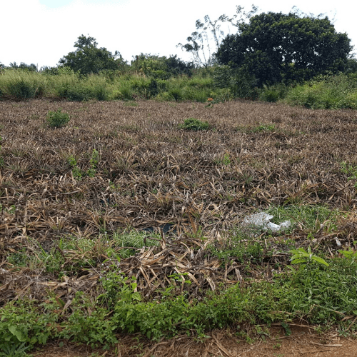 Residential Land for Sale at Valetta Bhoyroo Travel