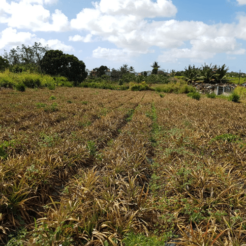 Residential Land for Sale at Valetta Bhoyroo Travel