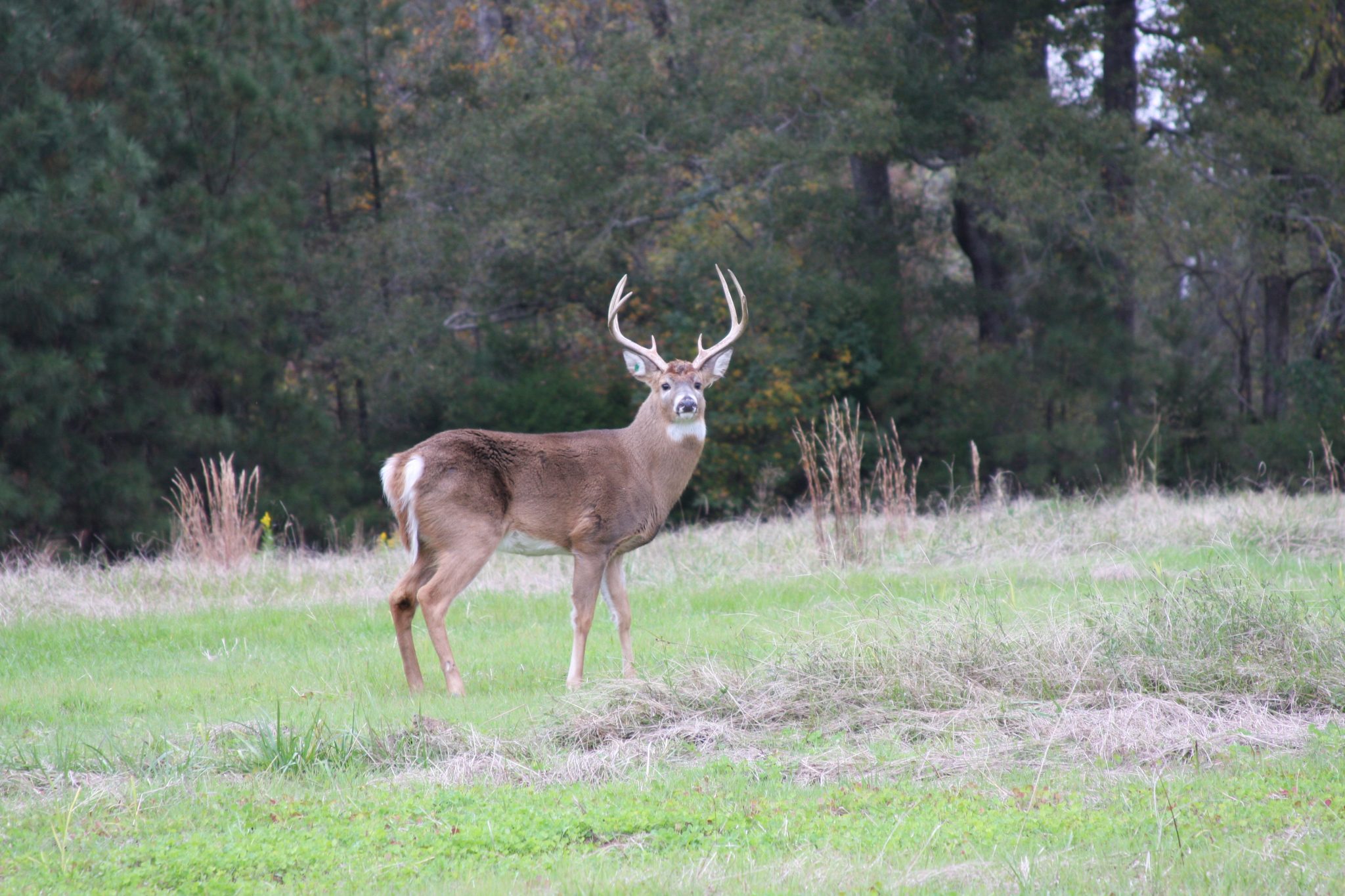 Using Trail Cameras this Deer Season The Bibb Voice