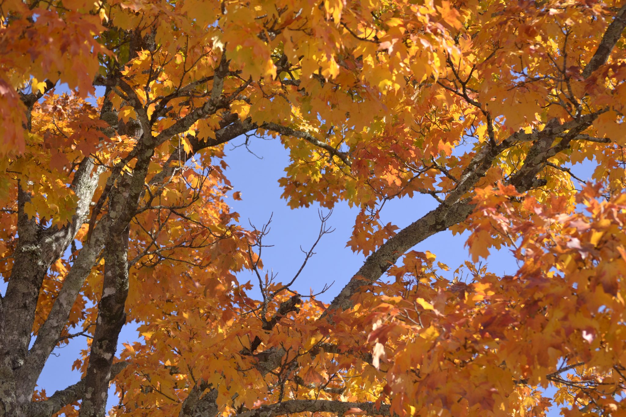 Why Do Leaves Change Colors? The Bibb Voice