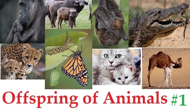 Offspring of AnimalsEnglish grammar & vocabularyBaby names of Animals