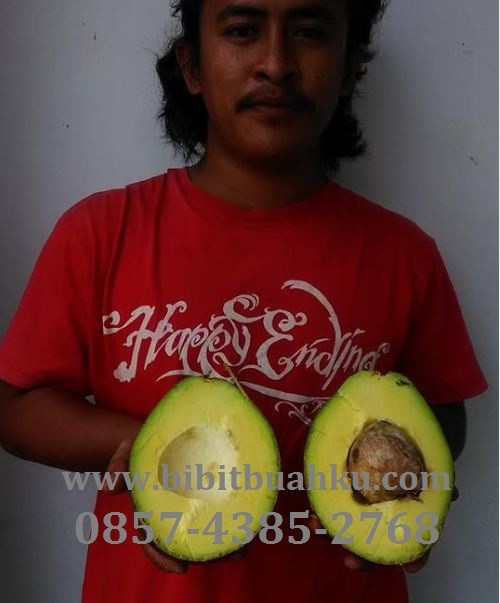 Bibit Alpukat Dataran Rendah Si Alpukat Kendil Alpukat Mentega Miki Alpukat Wina Bibit Buahku