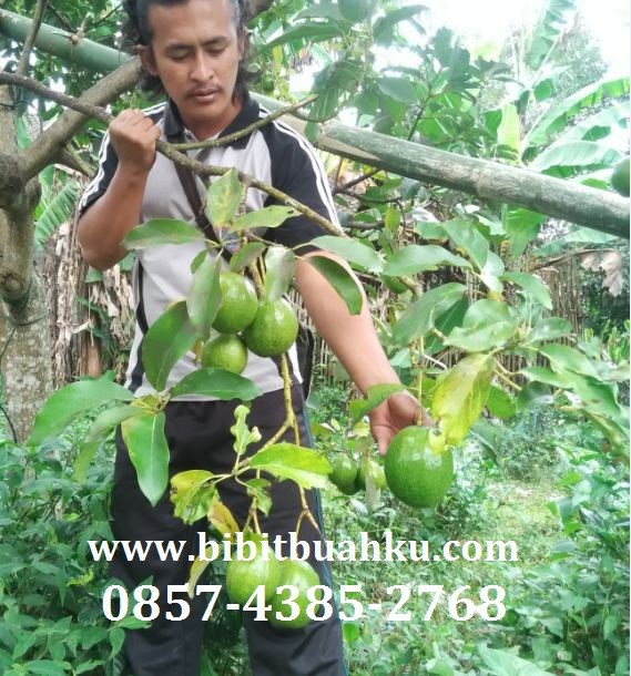 Bibit Alpukat Dataran Rendah Si Alpukat Kendil Alpukat Mentega Miki Alpukat Wina Bibit Buahku