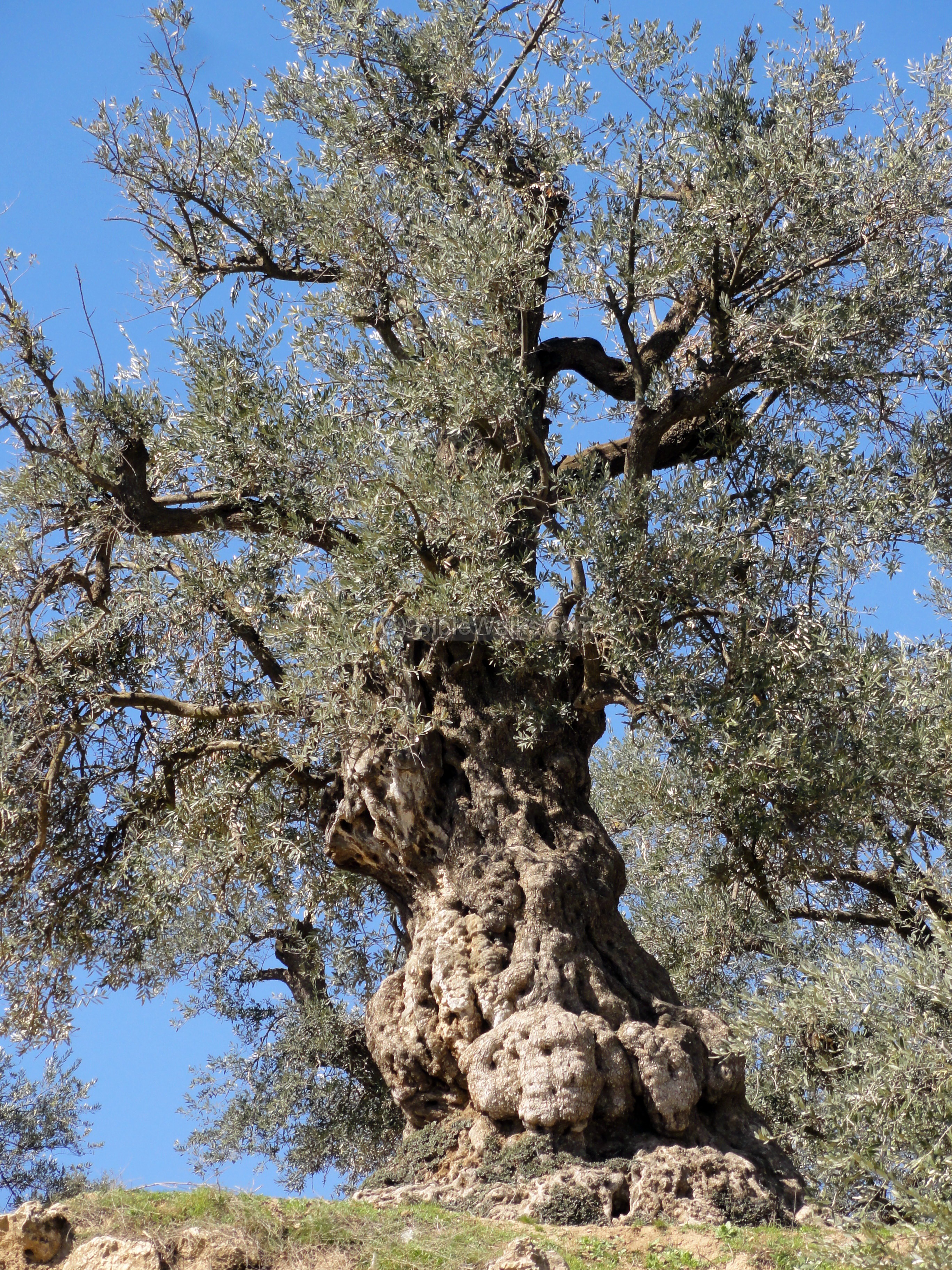 Holy city of Hebron BibleWalks 500+ sites