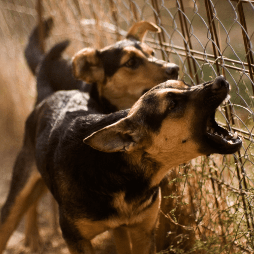 North Carolina's Dog Bite Law The Hunting Dog Exception