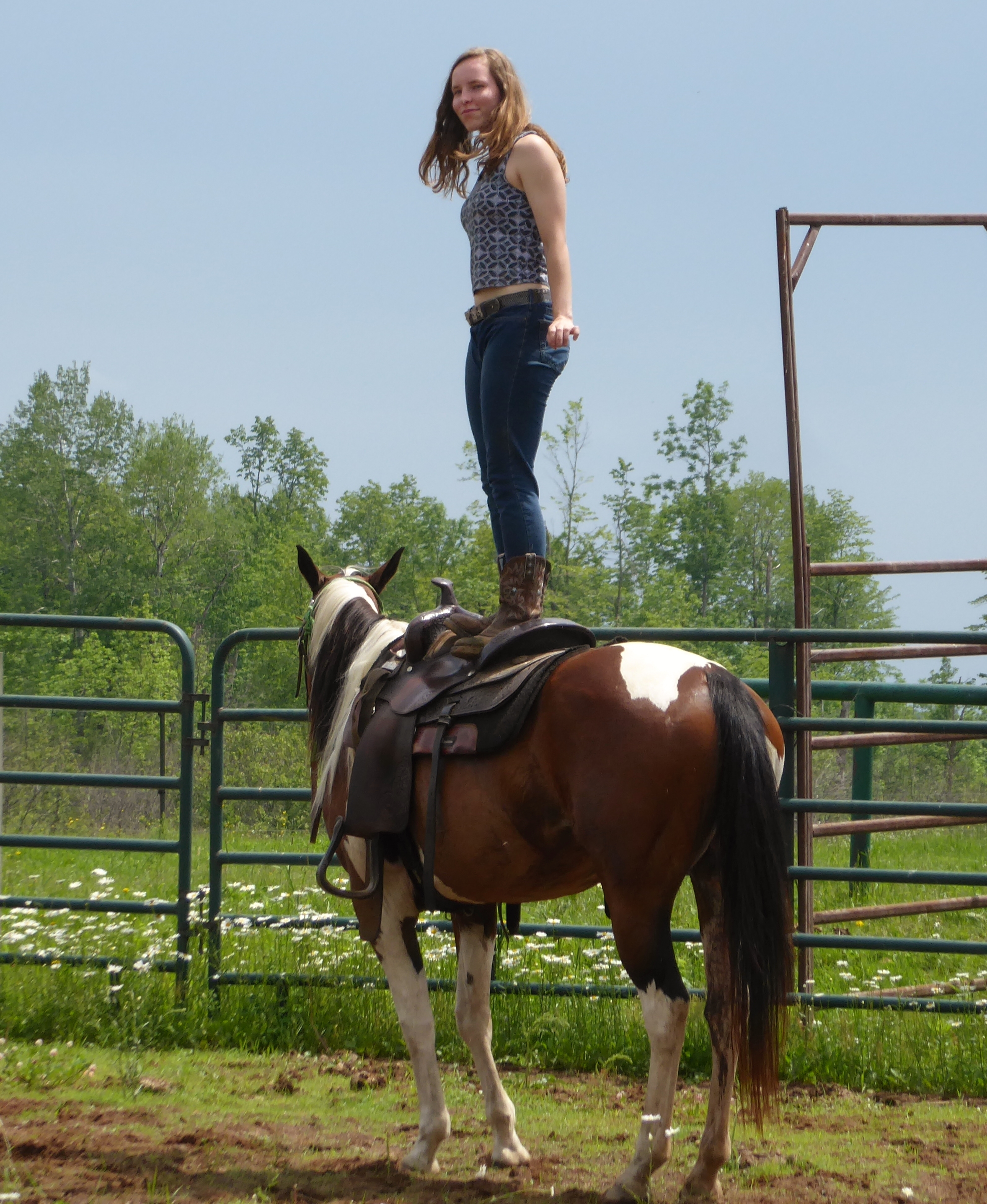 Horses for Sale and Stallions Standing by Bieber Red Willow Ranch