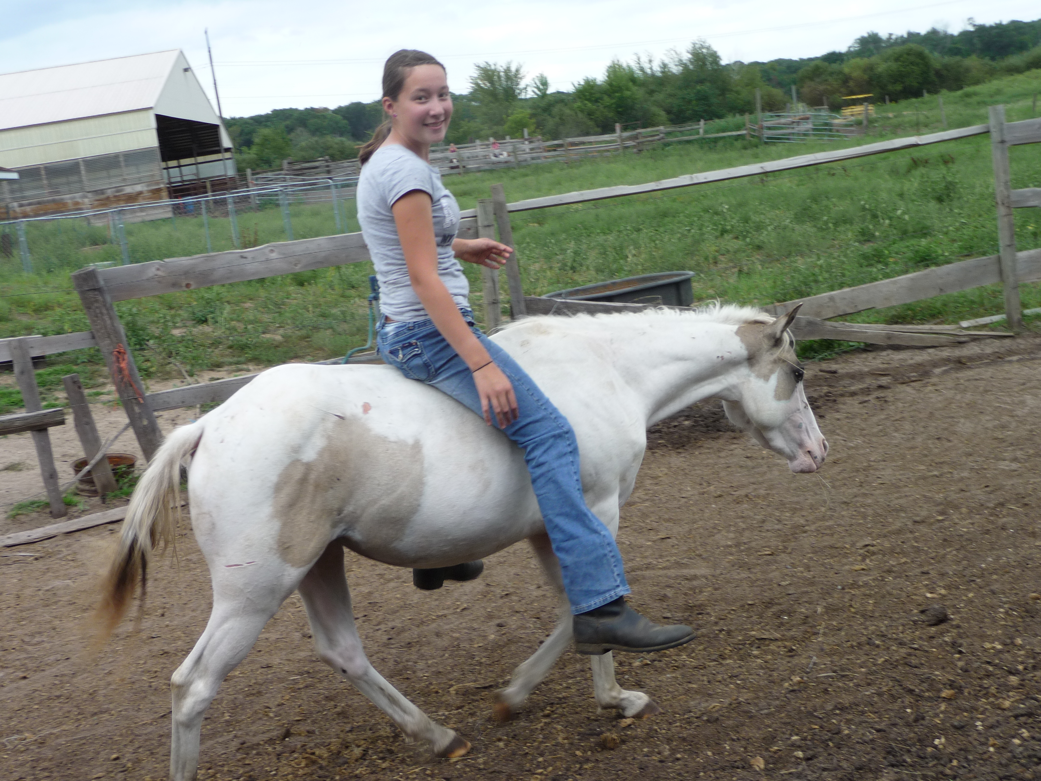 Horses for Sale and Stallions Standing by Bieber Red Willow Ranch