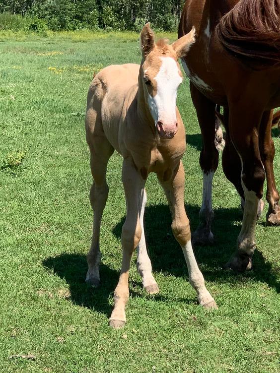 Horses for Sale and Stallions Standing by Bieber Red Willow Ranch
