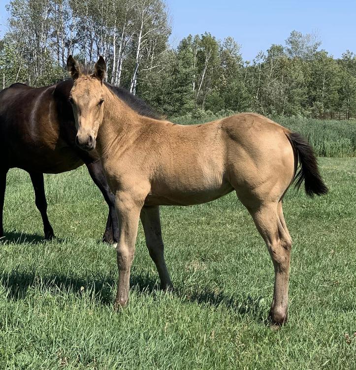 Horses for Sale and Stallions Standing by Bieber Red Willow Ranch