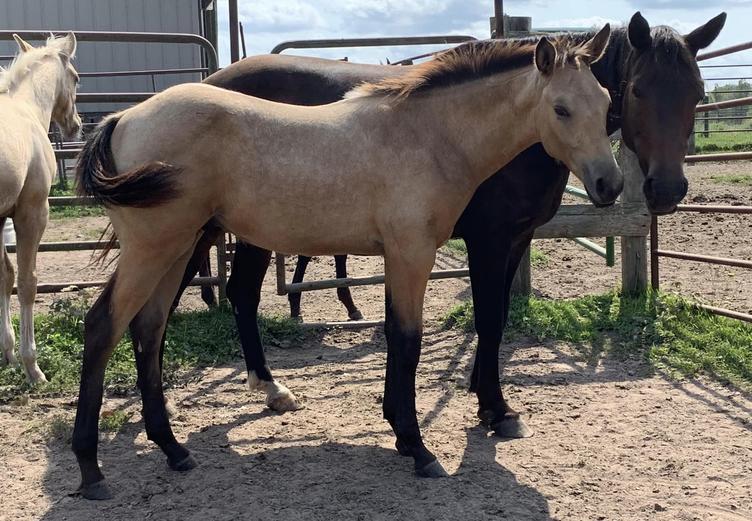 Horses for Sale and Stallions Standing by Bieber Red Willow Ranch