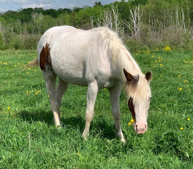 Horses for Sale and Stallions Standing by Bieber Red Willow Ranch
