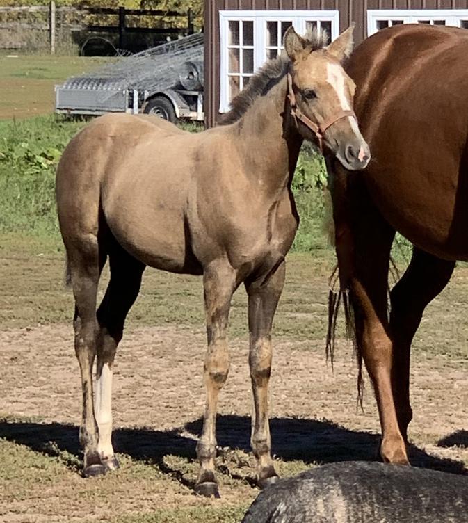 Horses for Sale and Stallions Standing by Bieber Red Willow Ranch