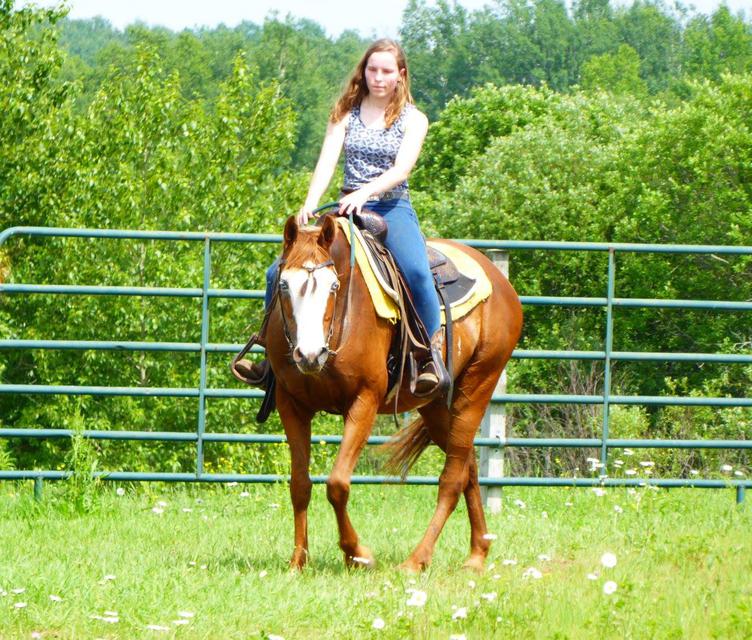 Horses for Sale and Stallions Standing by Bieber Red Willow Ranch