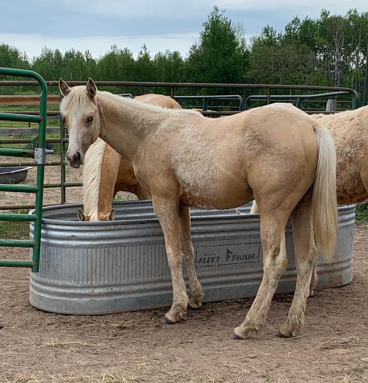 Horses for Sale and Stallions Standing by Bieber Red Willow Ranch