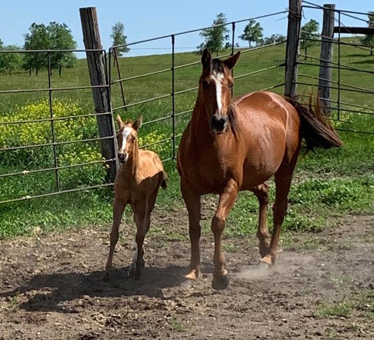 Horses for Sale and Stallions Standing by Bieber Red Willow Ranch