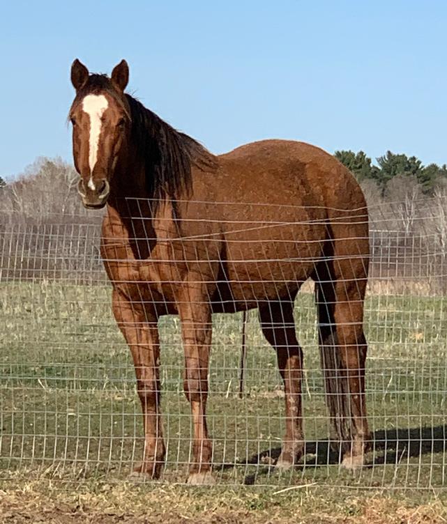 Horses for Sale and Stallions Standing by Bieber Red Willow Ranch