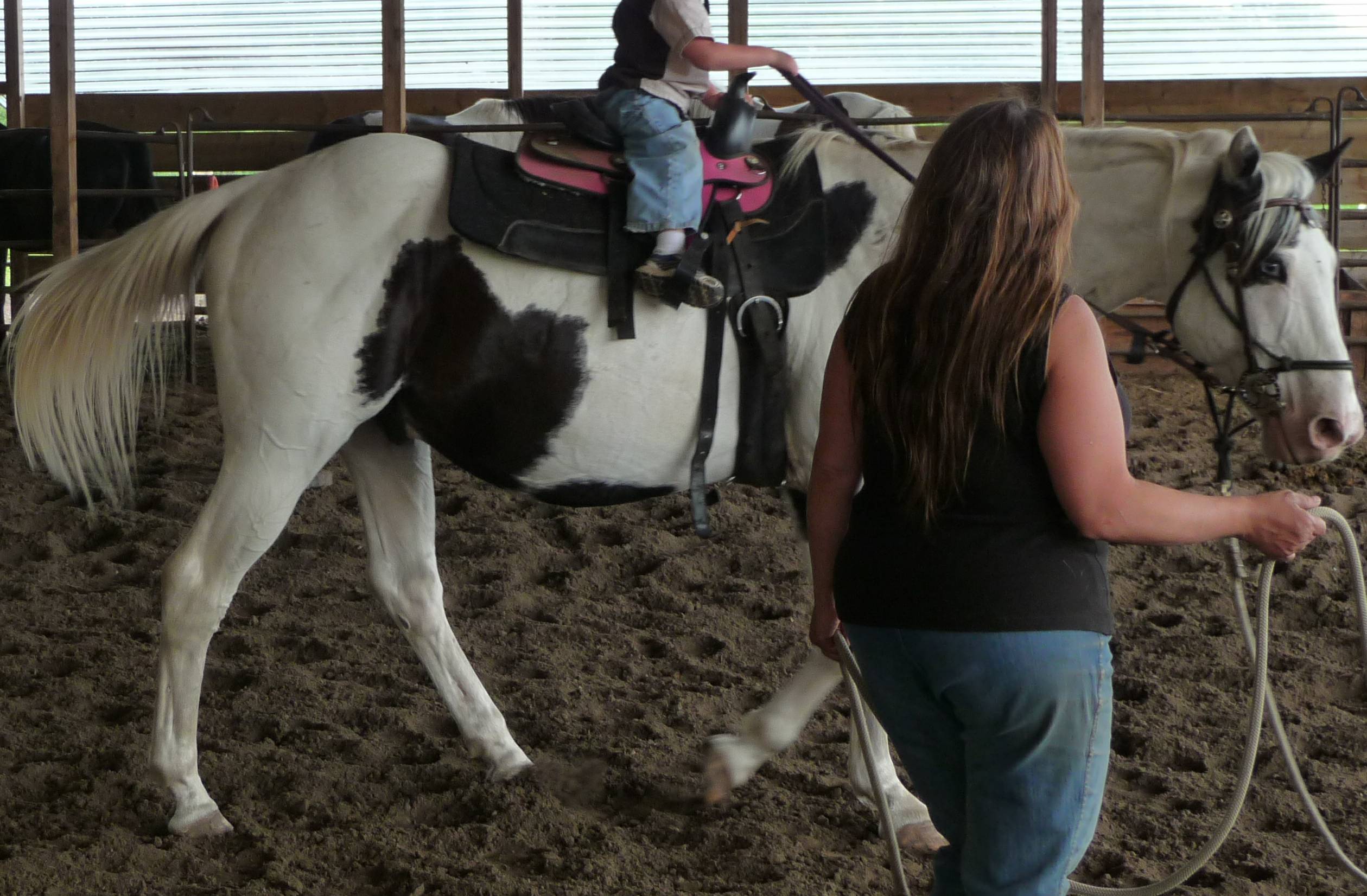 Horses for Sale and Stallions Standing by Bieber Red Willow Ranch