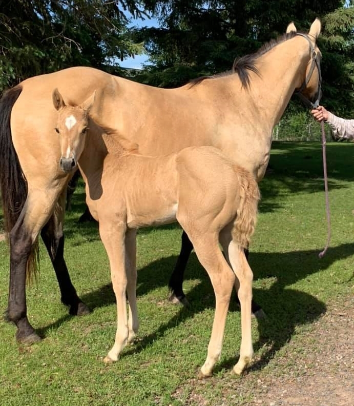 Horses for Sale and Stallions Standing by Bieber Red Willow Ranch