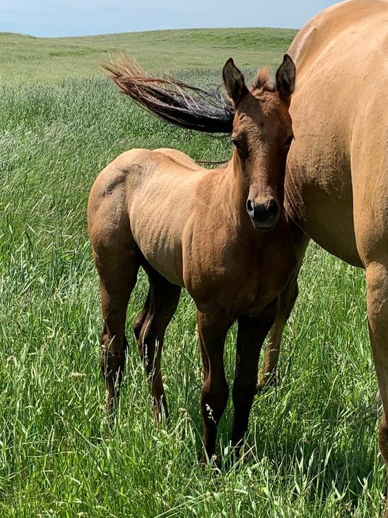 Horses for Sale and Stallions Standing by Bieber Red Willow Ranch