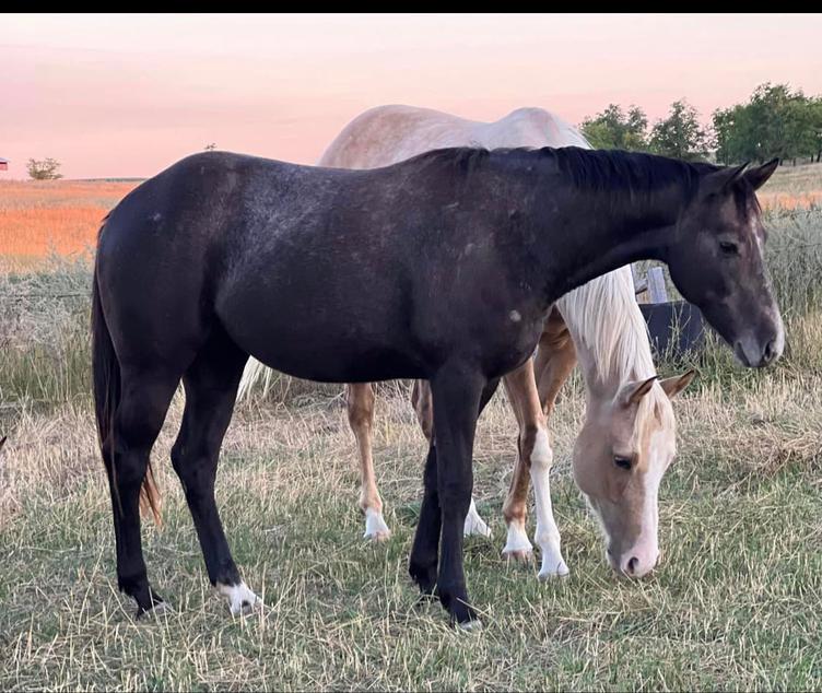 Horses for Sale and Stallions Standing by Bieber Red Willow Ranch