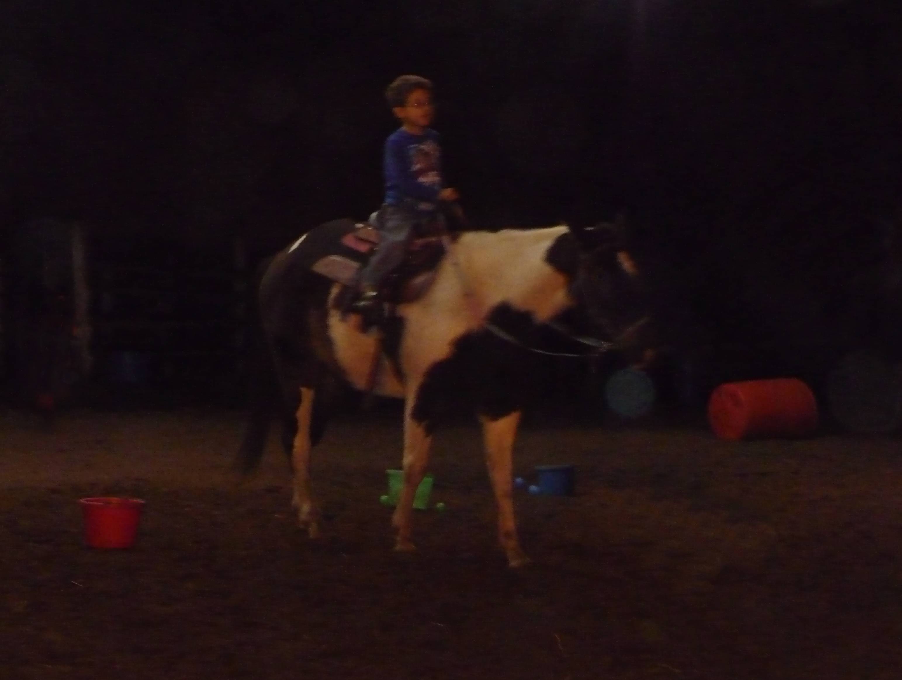 Horses for Sale and Stallions Standing by Bieber Red Willow Ranch