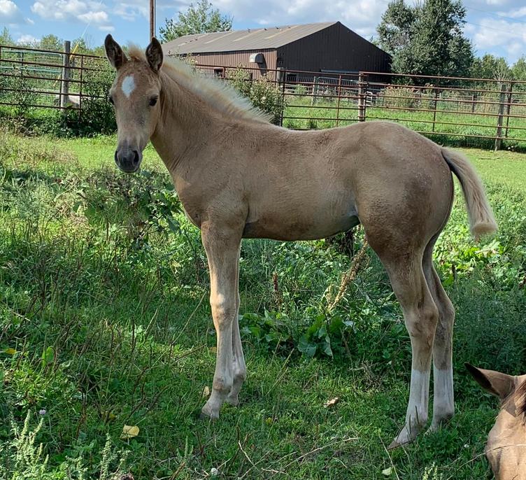 Horses for Sale and Stallions Standing by Bieber Red Willow Ranch