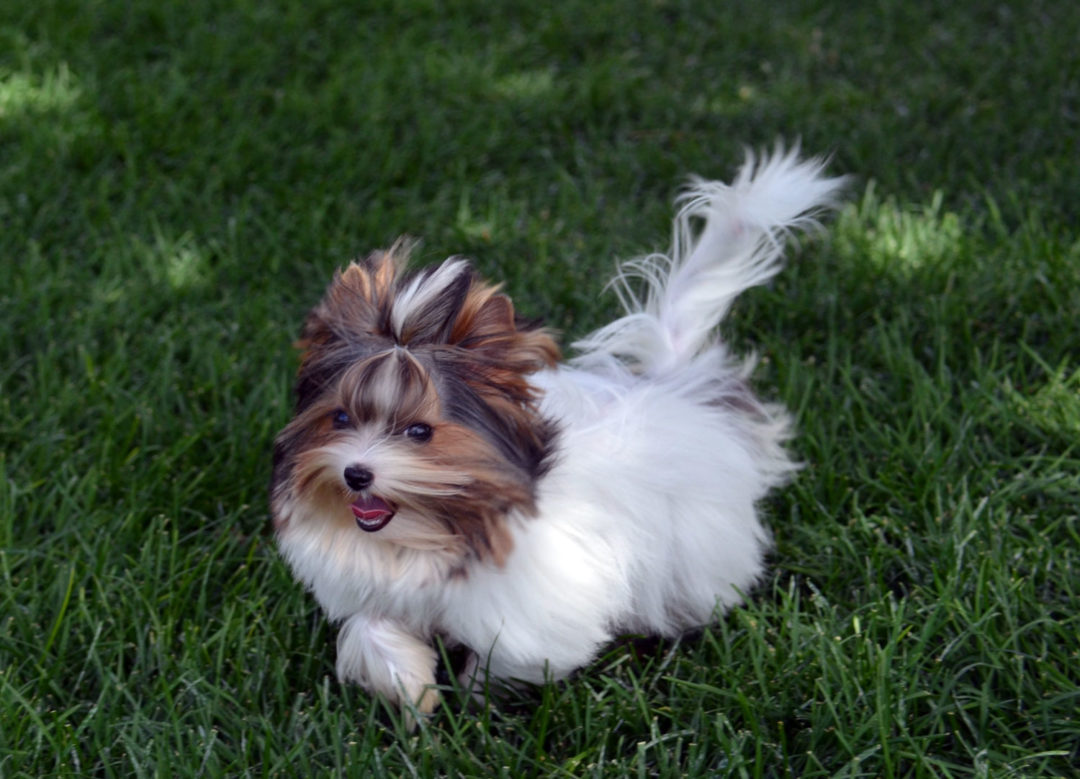 chealsea5 Rocky Mountain Biewer Terriers