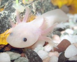 Salamanders « Big Animals