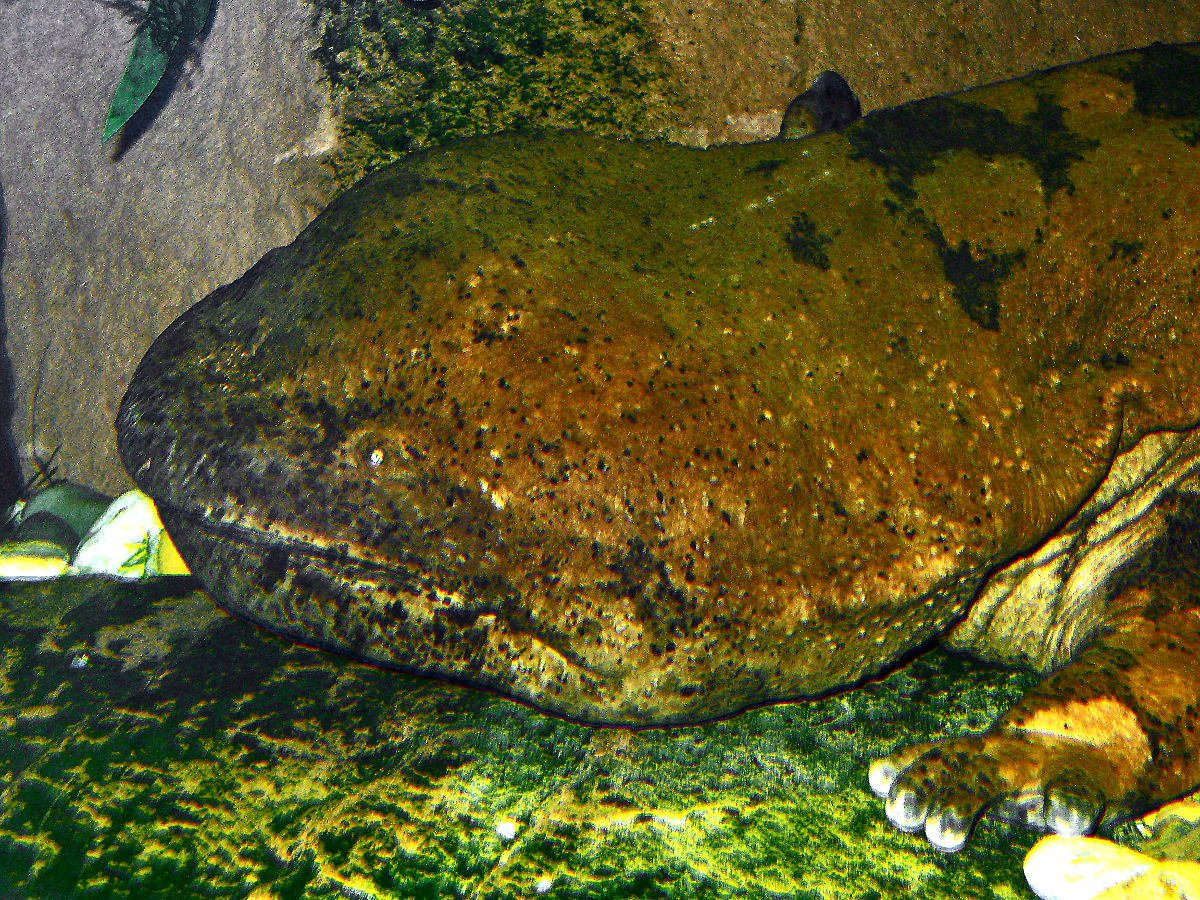 Chinese Giant Salamander « Big Animals