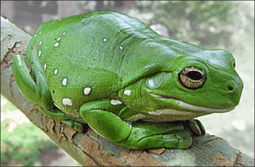 Frog « Big Animals