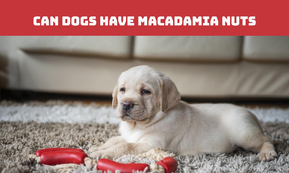Can Dogs Have Macadamia Nuts Big Bang Blog