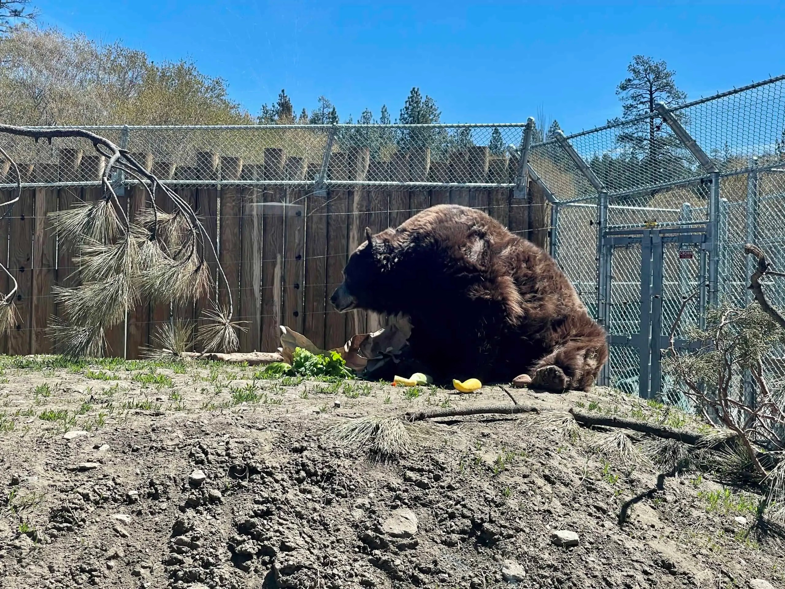 Big Bear Alpine Zoo Mike Dolan & Associates