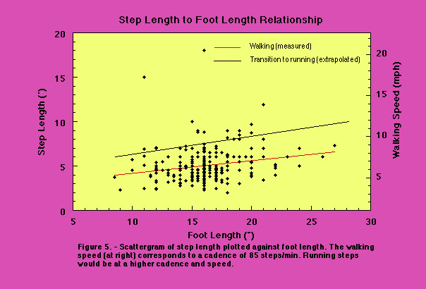 Frontiers of Zoology Sasquatch Dimensions and Traits