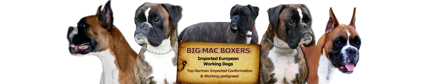 Big Mac Boxers – For Work, Play, Or Show!