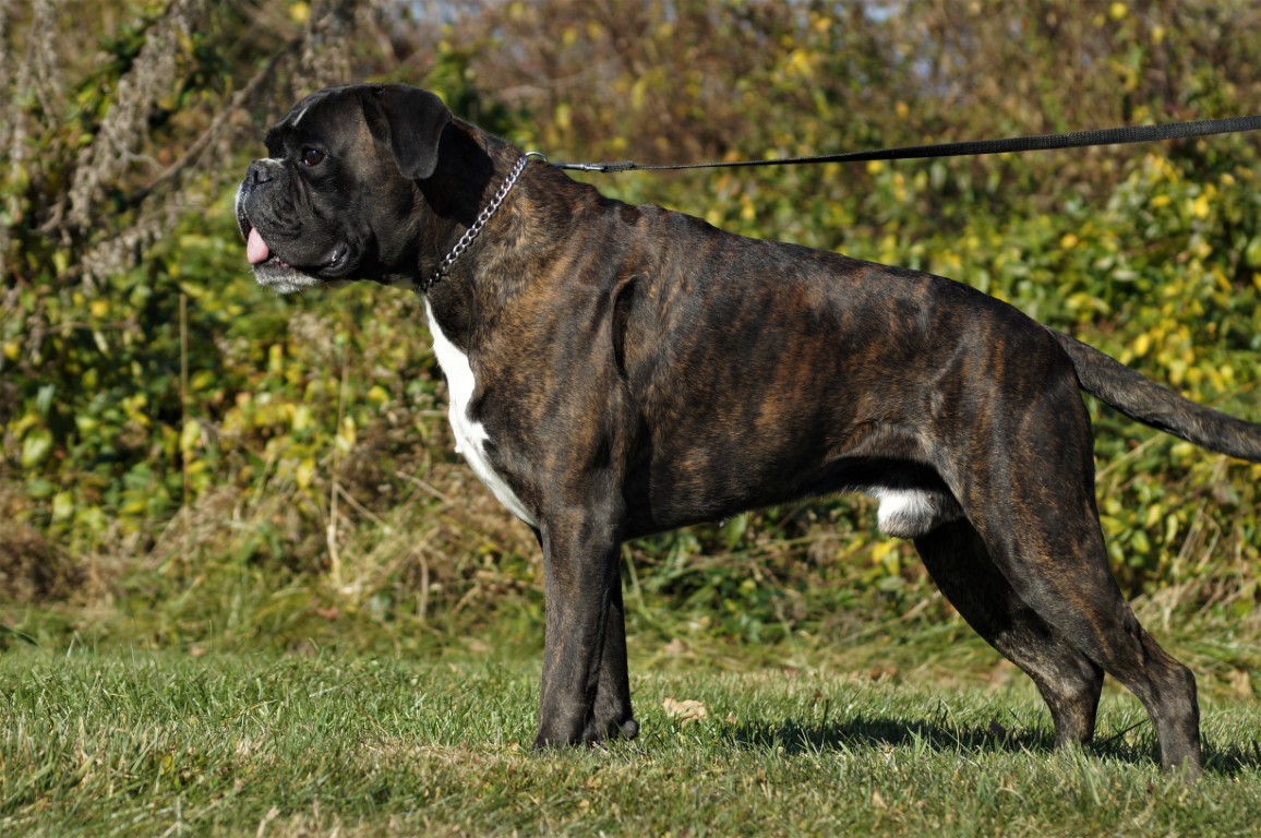 Big mac boxers photobucket tideman