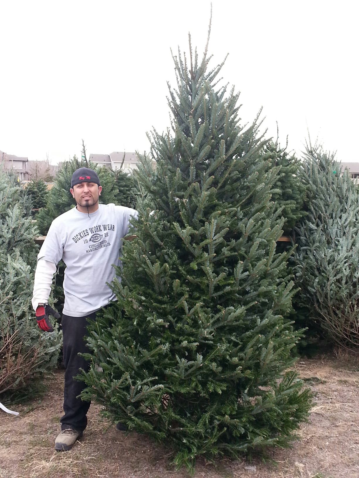 Christmas Tree Sales