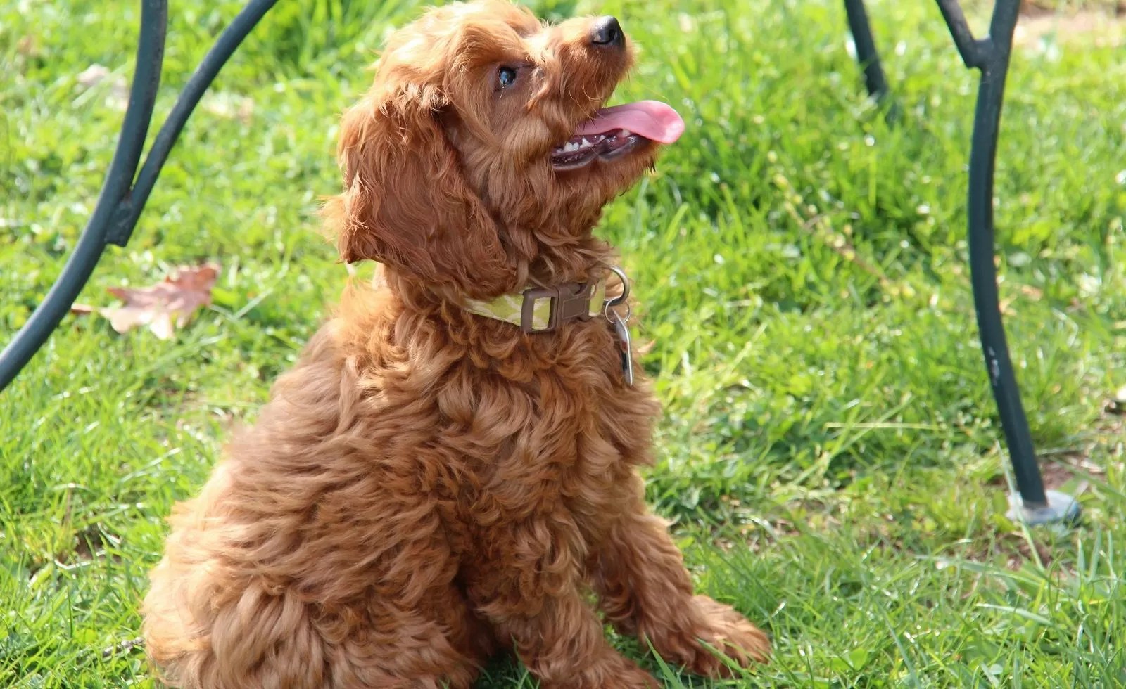 Cute Volpino Di Pomerania Incrocio l2sanpiero