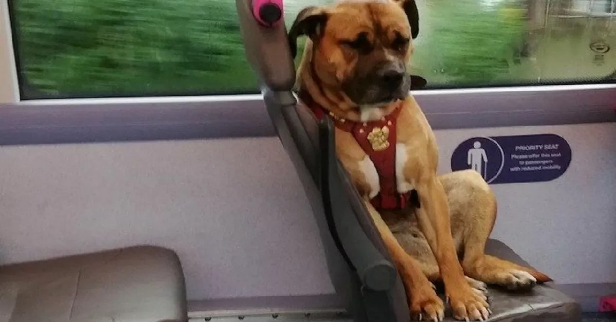 Cane Triste Fotografato Da Solo Sull'autobus 628_x_1200_jpg