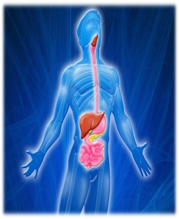 Why is the Digestive System so Important? Big Picture Long Life