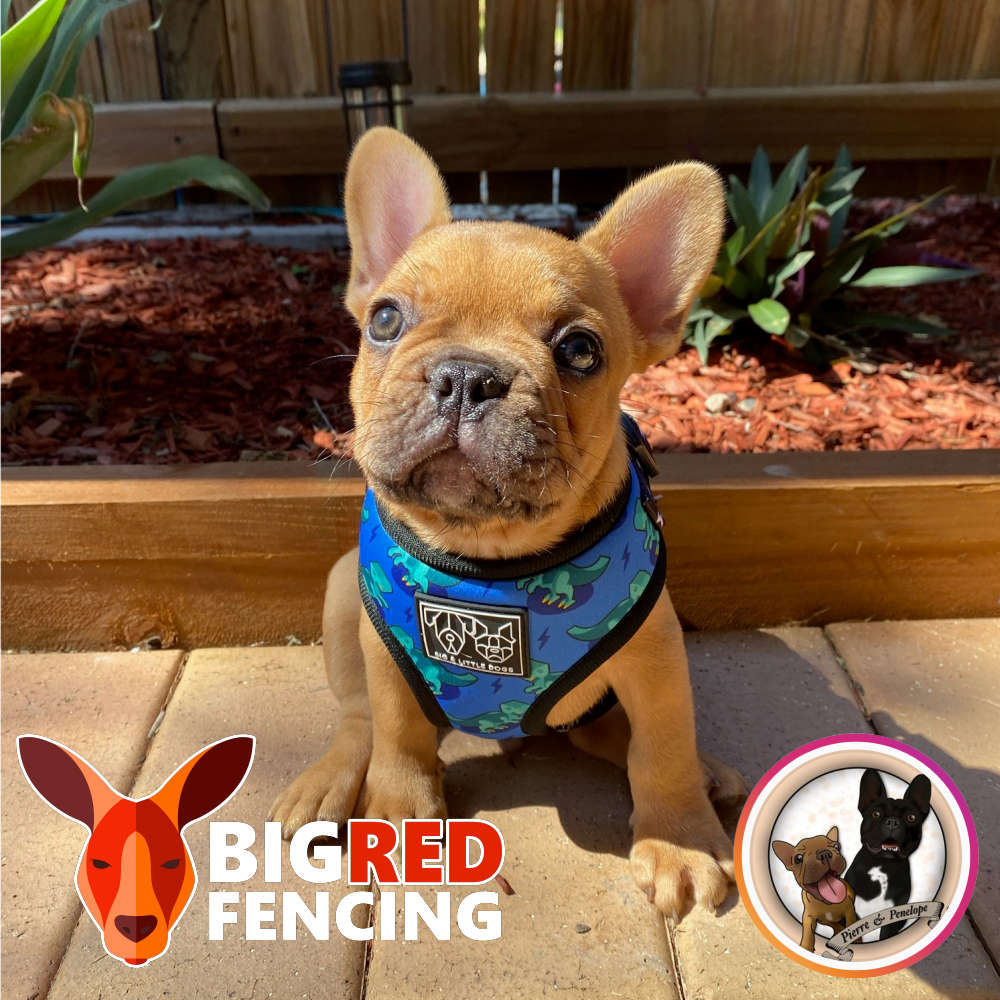 Are Electric Fences Ok For Dogs