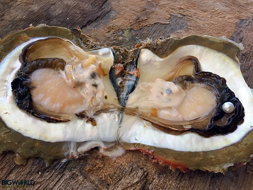 Bay Pearl Farm The Most Unique Place We’ve Stayed in Australia