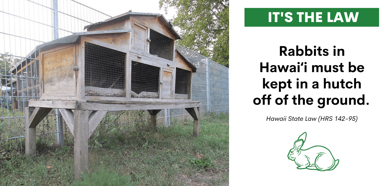 Rabbits Big Island Invasive Species Committee (BIISC)