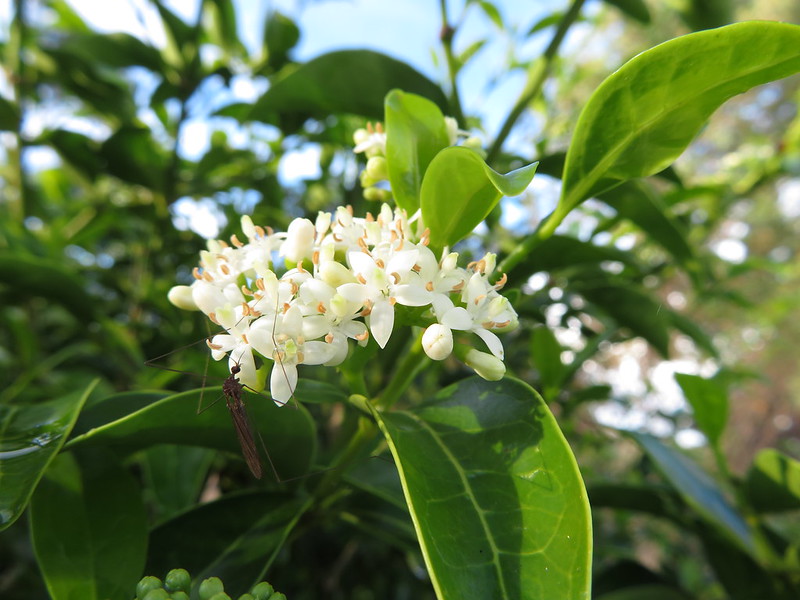 Nightblooming Jasmine Big Island Invasive Species Committee (BIISC)