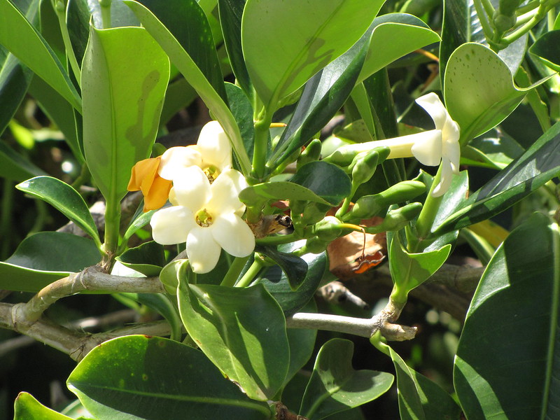 Nightblooming Jasmine Big Island Invasive Species Committee (BIISC)