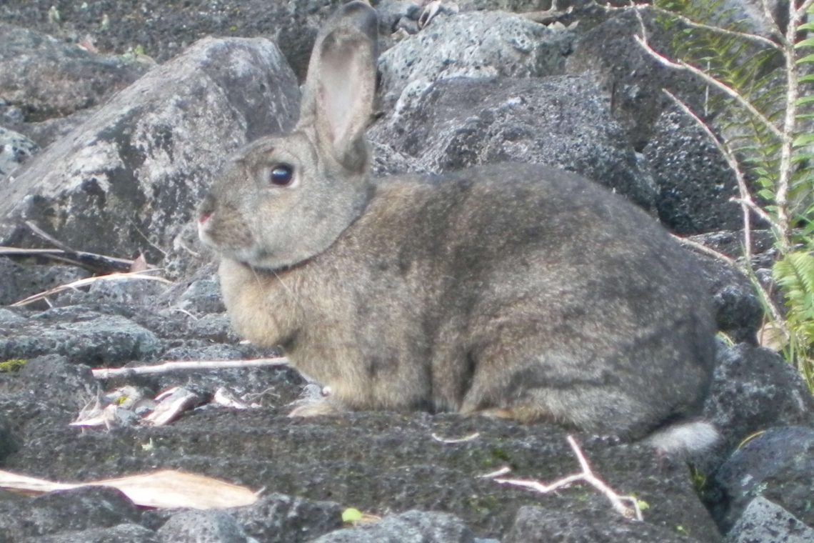 Rabbits Big Island Invasive Species Committee (BIISC)