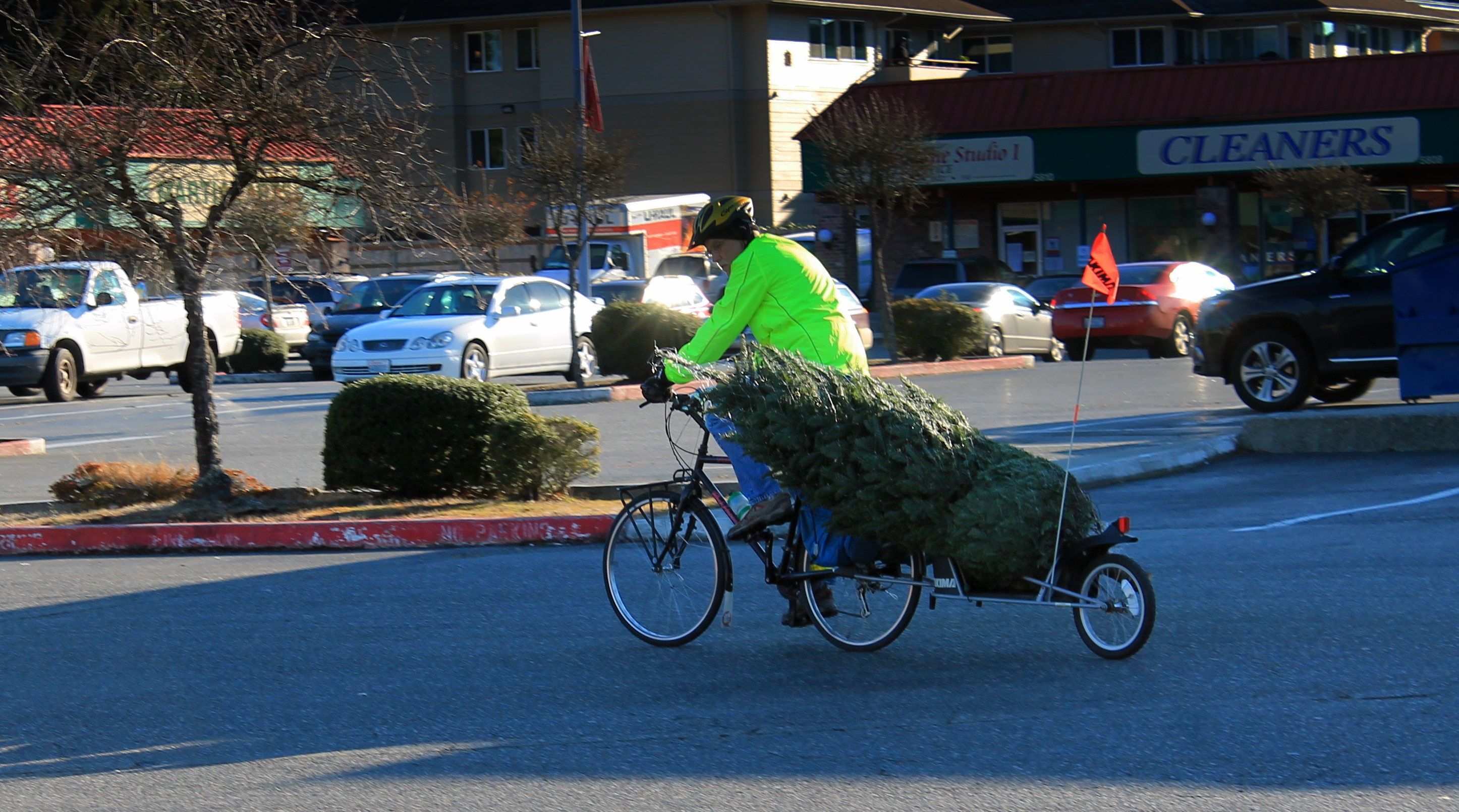 Putting my trailer to use as a Christmas tree carrier Biking Bis