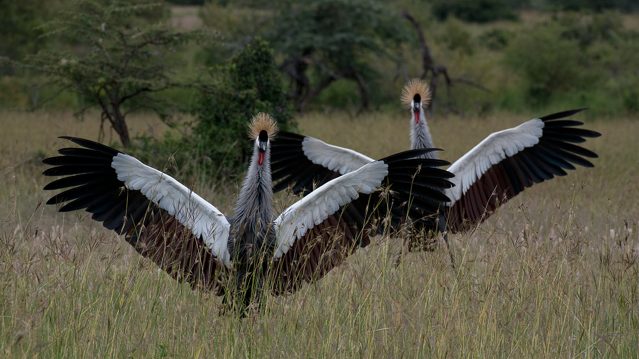 Wings Up Bill Lockhart Photography