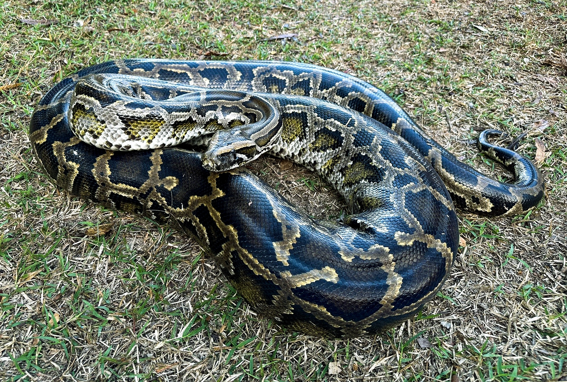 Burmese Python Billabong Sanctuary