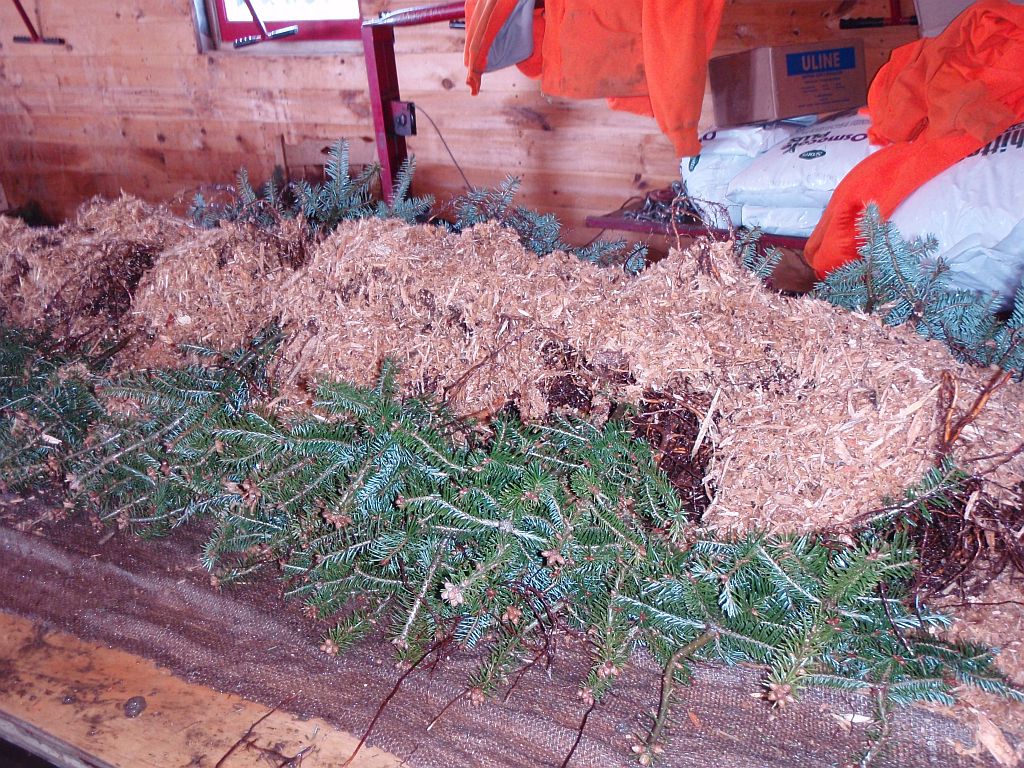 Asack & Son Christmas Tree Farm & Christmas Tree Seedlings and